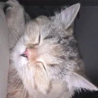 فروش فوری گربه اسکاتیش بریتیش