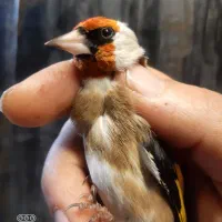 سهره رشمی نر ضمانتی