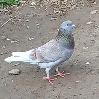 کبوتر دوبال اهوازی نر|پرنده|گنبد کاووس, |دیوار