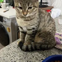 گربه واگذاری|گربه|رشت, معلولین|دیوار