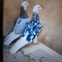 کفتر پرشی تیر ماهی شازده زرد و هما سرور و ...