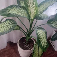 گل دیفن|گل و گیاه طبیعی|مراغه, |دیوار