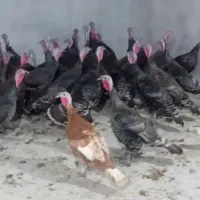 بوقلمون برنز طبیعی ماده