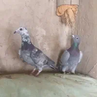 ی جفت المانی ب ضمانت ب ی میلیون