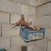 کفتر