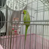 طوطی ملنگو یک سال خورده ای چند کلمه حرف میزنه