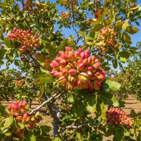 فروش ویژه نهالهای پربار و باکیفیت|خدمات باغبانی و درختکاری|سنندج, |دیوار