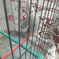 عروس هلندی|پرنده|کبودرآهنگ, |دیوار