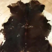پوست گاو