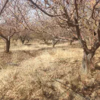 باغ سپیدار|فروش دفتر صنعتی، کشاورزی، تجاری|سپیدار, |دیوار