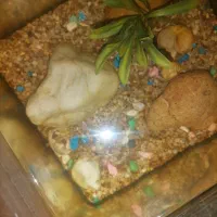 اکواریوم|ماهی|قم, حاج زینل|دیوار