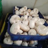 قارچ لوکس ودرجه۳|عمده‌فروشی|کتالم و سادات شهر, |دیوار