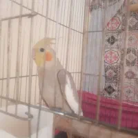 فروش عروس هلندی