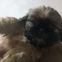 فروش سگ|سگ|اصفهان, بهرامآباد|دیوار