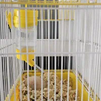 همستر و قفس