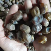 خرما‌‌|حراج|آبادان, |دیوار