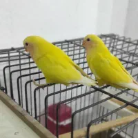 طوطی برزیلی|پرنده|گرمی, |دیوار