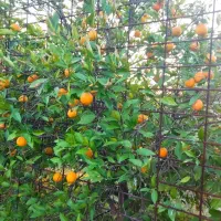 اجاره ویلاباغ|اجارهٔ کوتاهمدت ویلا و باغ|دهدشت, |دیوار