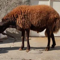 قوچ افشار مهربان|حیوانات مزرعه|ویسیان, |دیوار