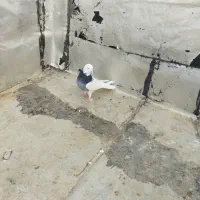 طوقی صحرایی نر|پرنده|بهار, |دیوار