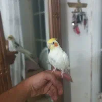 عروس هلندی اهلی اهلی