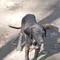 توله تازی شکاری|سگ|سجاس رود, |دیوار