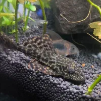 لجنخوار اسپرت