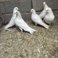 کبوتر پتی والا اصل