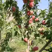 فروش باغ میوه