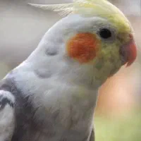 فروش عروس هلندی