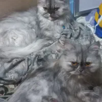 گربه های پرشین