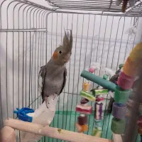 عروس هلندی ۳ ماهه|پرنده|محمدیه-قزوین, |دیوار