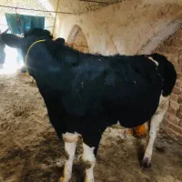 گوساله جوانه