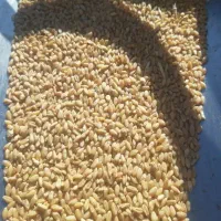 گندم خریدارم