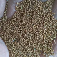 بذر یونجه پایه بلند|عمدهفروشی|لالجین, |دیوار