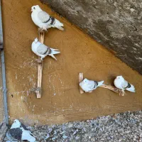 کبوتر دوکت جم