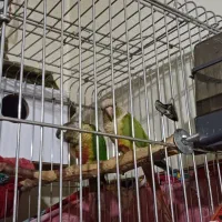 طوطی گرینچیک مولد|پرنده|خوی, |دیوار