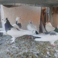 کفتر ماده|پرنده|شیراز, پارک آزادی|دیوار