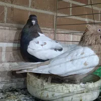 کبوترجفت سینه ای پاک|پرنده|تفت, |دیوار