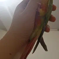 گرینچیک و ...