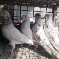 کفتر ۱۲تا ۱۲۰۰عروس هلندی.|پرنده|مشکین‌دشت, |دیوار