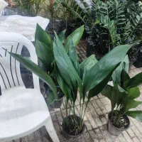 عضو شو بازدید کن هدیه ببر|گل و گیاه طبیعی|اصفهان, شاه پسند|دیوار