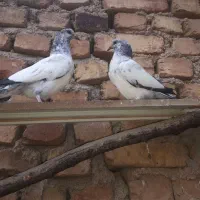 کبوتر پاکستانی