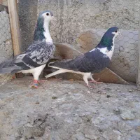 کبوتر رنگه پرشی