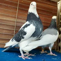 کبوتر|پرنده|رشت, لاکان شهر|دیوار