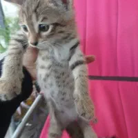 واگذاری بچه گربه