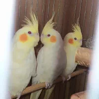 طوطی عروس هلندی لوتینو خوشگل