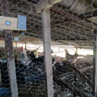 گلین|حیوانات مزرعه|خرم‌آباد (تنکابن), |دیوار