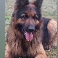 دزدیده شدن سگ ژرمن