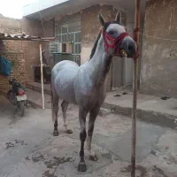 نریون دوسر مدارک دار|اسب و تجهیزات اسب‌سواری|اهواز, امانیه|دیوار